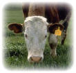 is this cow stressed?