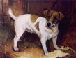 jack russell