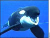keiko deserves another chance